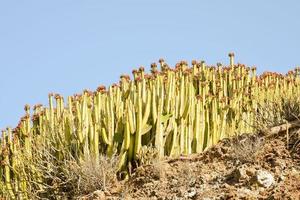 achtergrond met cactussen foto