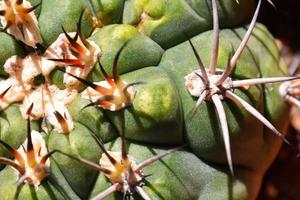 achtergrond met bloemen foto