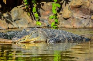 krokodil in het water foto