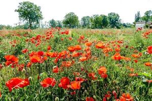 achtergrond met bloemen foto