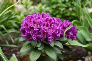 Purper bloemen van de raspoetin rododendron in de voorjaar in de tuin foto