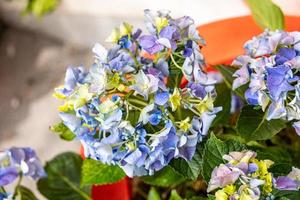 hortensia in de tuin Aan een zomer dag in detailopname foto