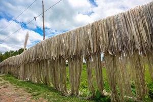 jute- vezel zijn gehouden hangen Aan voor zon drogen Bij madhabdi, narsingdi, bangladesh. foto