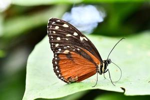 vlinder close-up foto