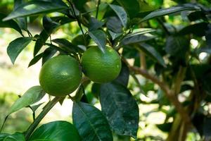 groen Malta citrus hangende Aan boom in bangladesh. foto