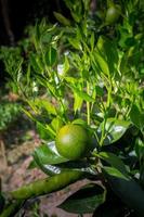 groen Malta citrus, kaal 1 zoet Malta fruit hangende Aan boom in bangladesh. foto