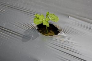 mini plant, watermeloenen zaad ontkiemen mini fabriek met bodem verpakt plastic. foto
