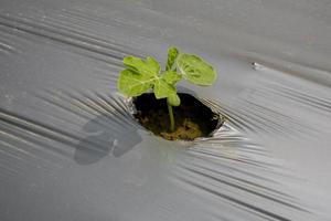 mini plant, watermeloenen zaad ontkiemen mini fabriek met bodem verpakt plastic. foto