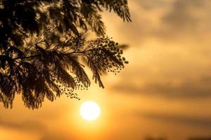 acaciaboomtakken met een kleurrijke bewolkte zonsondergang foto