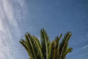 natuurlijk achtergrond groen palm bladeren tegen de blauw lucht foto