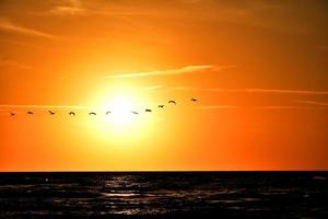 landschap met de instelling zon Bij de Baltisch zee en de sleutel van zwanen vliegend in de voorjaar foto