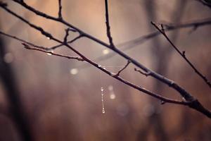 eenzaam bladerloos boom takken met druppels van water na een november verkoudheid regen foto