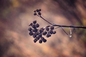 eenzaam bladerloos boom takken met druppels van water na een november verkoudheid regen foto