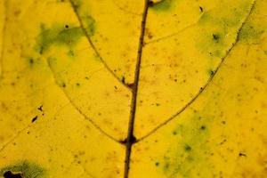 achtergrond met herfst gekleurde esdoorn- bladeren foto