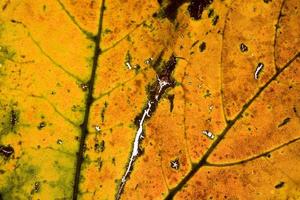 achtergrond met herfst gekleurde esdoorn- bladeren foto