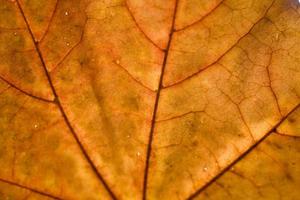 achtergrond met herfst gekleurde esdoorn- bladeren foto