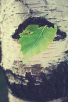 groen berk blad tegen de achtergrond van een boom romp in detailopname foto