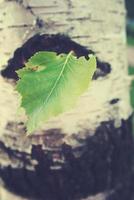 groen berk blad tegen de achtergrond van een boom romp in detailopname foto