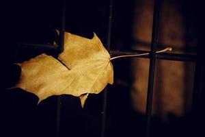 herfst gouden esdoorn- blad Aan een metaal hek foto