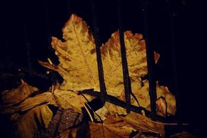 herfst gouden esdoorn- blad Aan een metaal hek foto