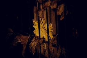 herfst gouden esdoorn- blad Aan een metaal hek foto