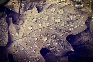 natuurlijk achtergrond met herfst bladeren met regen druppels foto