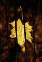 herfst gouden esdoorn- blad Aan een metaal hek foto