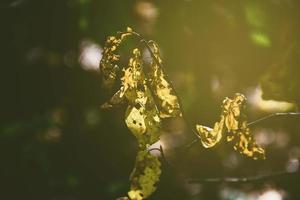 opengewerkt herfst bladeren in de zon foto