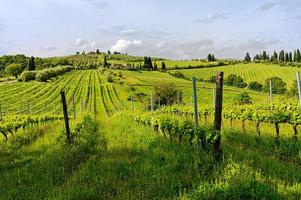 Toscaanse wijngaarden in een zonnige ochtend