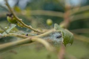 macro foto van rups- wanneer gegeten groen blad en metamorfose. de foto is geschikt naar gebruik voor natuur dier achtergrond, poster en reclame.