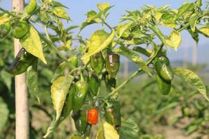 naga chili is een favoriete schotel van Bengalen foto