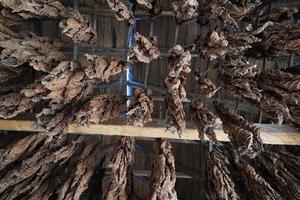 tabak bladeren hangen van de plafond van een schuur naar droog foto