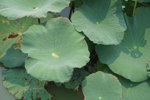 lotus blad in de tuin vijver foto