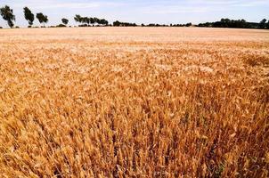 toneel- landelijk landschap foto