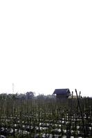 huis in de midden- van de tuin gedurende de dag. hut in de midden- van de tuin. foto