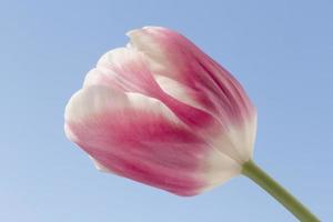 roze met wit tulp tegen blauw lucht foto