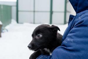 zwart puppy met bang ogen in de handen van een Mens. verlaten en straat honden foto