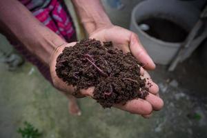 hand- Holding compost met roodwormen. een boer tonen de wormen in zijn handen Bij chuadanga, bangladesh. foto