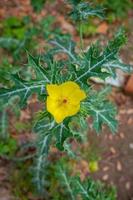 geel wild bloem, shaymnagar, sthkhira, Bangladesh foto