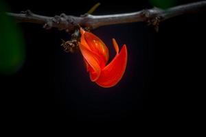 de mooi roodachtig oranje butea monosperma bloem bloemblaadjes detailopname keer bekeken. foto