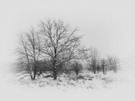 winter landschap met bomen gedurende sneeuwval foto