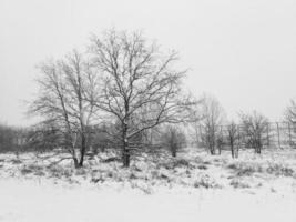 winter landschap met bomen gedurende sneeuwval foto