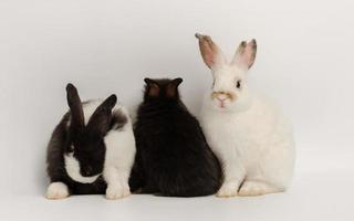 drie actie van drie baby konijnen Aan wit achtergrond. lief actie van aanbiddelijk baby konijn foto