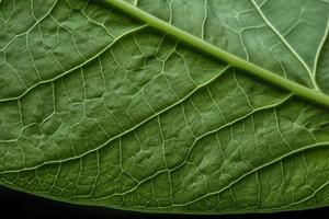 detailopname van groen blad zenuwen, genereren ai foto