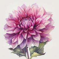 gouache schilderij van een mooi roze dahlia, wit achtergrond, bloemig, voor de helft tonen, stijlvol, behang , genereren ai foto