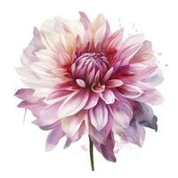 gouache schilderij van een mooi roze dahlia, wit achtergrond, bloemig, voor de helft tonen, stijlvol, behang , genereren ai foto