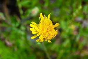 mooi wild groeit bloem geel paardebloem Aan achtergrond weide foto