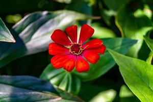 mooi wild groeit bloem zinnia elegans Aan achtergrond weide foto