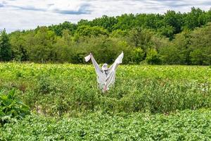 enge vogelverschrikker in tuin ontmoedigt hongerige vogels foto