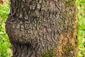 prunus dulcis schors structuur achtergrond. de schors is gedekt met groen korstmos. de schors van bomen is de natuurlijk huid van natuur. foto
